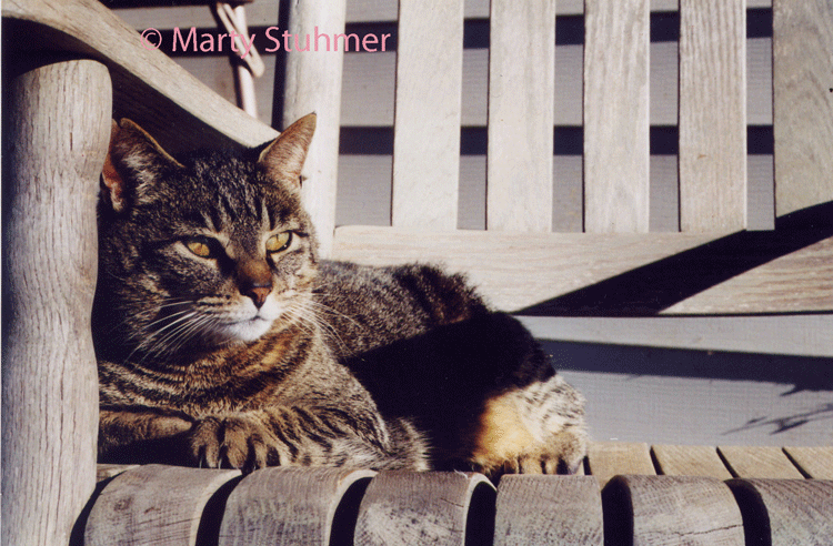 Cat on Porch Chair